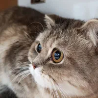 گربه اسکاتیش