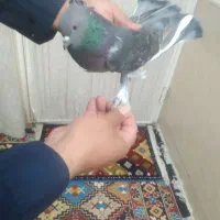 ماده زاغ سبز