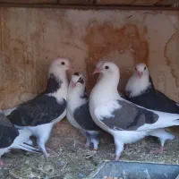 جوجه کناره خیس به شرط پرش. همگی از یک نسل تضمینی