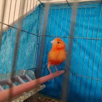 قناری|پرنده|اصفهان, همت‌آباد|دیوار
