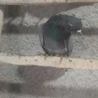 کفترپرشی|پرنده|خرمدره, |دیوار