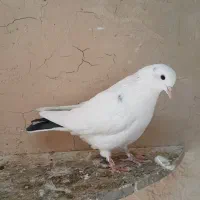 پرنده جوان|پرنده|گلپایگان, |دیوار