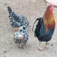 تخم مرغ نطفه دار گلین ولری اصل