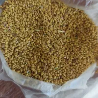 فروش انواع بذر یونجه پیاز باقله نخود فرنگی غصب