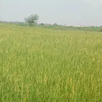 برنج فجر گلستان