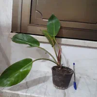 گل های متنوع