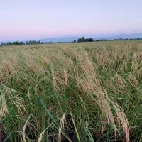 زمین-کشاورزی-2500متری