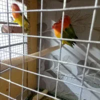 دوجفت طوطی برزیلی مولد