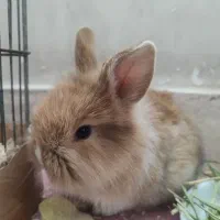 پیتر دزده ،خرگوش لوپ