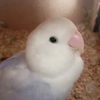 کوتوله|پرنده|شیراز, رکن‌آباد|دیوار