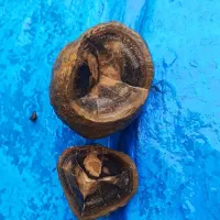 آمونیت ۱۵۰ میلیون ساله عطیقه|کلکسیون اشیاء عتیقه|شاندیز, |دیوار