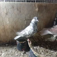 جوجه کفتر سوسکی