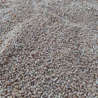 گندم تحویل  با نیسان|خوردنی و آشامیدنی|چناران, |دیوار