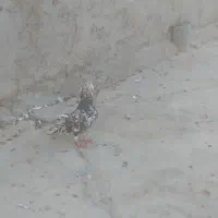 کوهی‌نر|پرنده|اهواز, کوی عابدی|دیوار