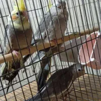 عروس هلندی|پرنده|ری, امین آباد|دیوار