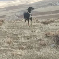 واگذاری تازی ماده