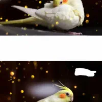 جفت عروس باقفس کاسکویی|پرنده|گلبهار, شهر جدید گلبهار|دیوار