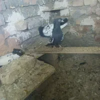 کبوتر|پرنده|اسفراین, |دیوار