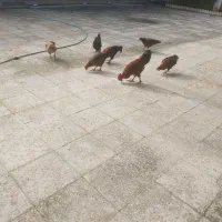 سلام خروس محلی یک ساله فروش فوری|حیوانات مزرعه|سلمان‌شهر, |دیوار