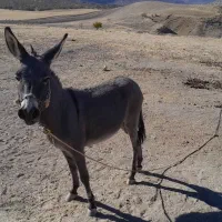 یک‌الاغ‌نر