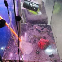 اکواریوم شیشه ریملس|ماهی|اهواز, آریاشهر|دیوار