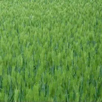 کود|خدمات باغبانی و درختکاری|قروه, |دیوار