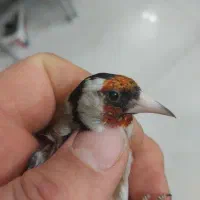 سهره نر نشوندار قناری آماده|پرنده|شاهین‌شهر, گزبرخوار|دیوار