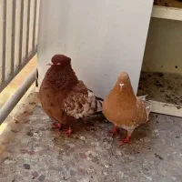 کبوتر سینه ای چندجفت