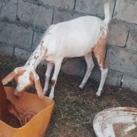 گیسه جمولی اوس۳ماه