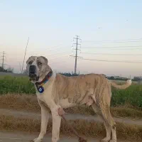 سگ نر خراسانی