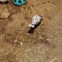 کبوتر رنگی وپرشی|پرنده|باغ حلی, |دیوار