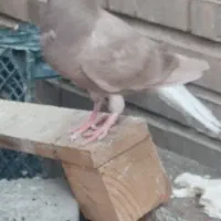 کبوتر جوجه دم سفید نر|پرنده|اهواز, شهرک اکباتان|دیوار