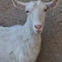 بز کامور پتیری و سانن