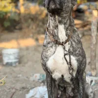 سگ ماده خراسانی سرابی کانگال آلابای|سگ|ری, فیروزآباد|دیوار