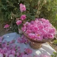 گل محمدی باز وغنچه روزانه