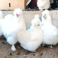 تخم نطفه دار ابریشمی