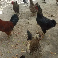 خروس  و مرغ محلی|حیوانات مزرعه|ملکآباد, |دیوار