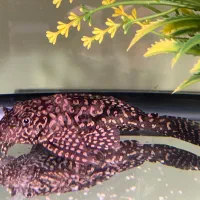 ماهی لجن خوار(کت فیش)