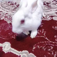 خرگوش سفید