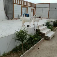 یک راس بزه پاکستانی با بزغاله نر