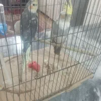 عروس هلندی جفت مولد نیمه احلی23000