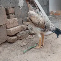 جوجه لاری اوشامو