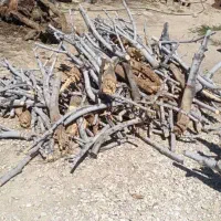 خرید و برش چوب در باغ .|عمده‌فروشی|شیراز, شاهچراغ|دیوار
