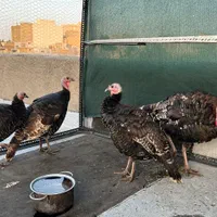 بوقلمونهای بیوتی سینه پهن گوشتی اورگانیک|حیوانات مزرعه|تهران, مهرآباد|دیوار