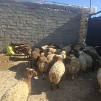 گوسفند ودامداری