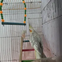 عروس هلندی|پرنده|فردیس, شهرک شهید حسینی|دیوار