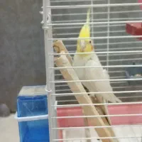 فروش عروس هلندی