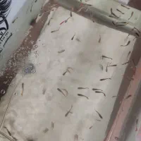 تعدادی اکواریوم  و ماهی گوپی|ماهی|تبریز, |دیوار