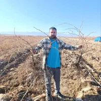 نهال انگور موندارپ اصالت دار امکان پرداخت در محل|خدمات باغبانی و درختکاری|کرمانشاه, |دیوار