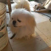 پکنیز امپریال ماده خالص|سگ|رشت, حافظ آباد|دیوار